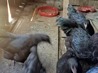 جيرسي جاينت — الصورة 2