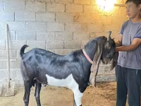 Taka, Kamori goats — 1-rasm