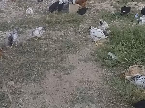 Chickens — Azerbaijan