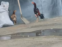 Chickens — photo 2