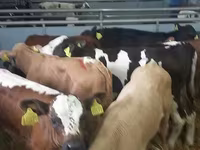 Bull, Simmental cattle — photo 3