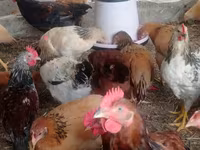 Chickens — photo 2