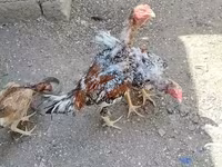 Chickens — Foto 6