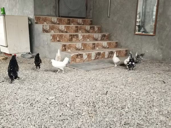 Chickens — Azərbaycan