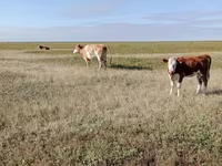 Krowa, Simmental cattle — zdjęcie 5