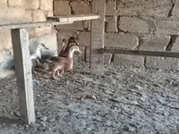 Ducks — photo 1