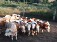 Bull, Simmental cattle — photo 3