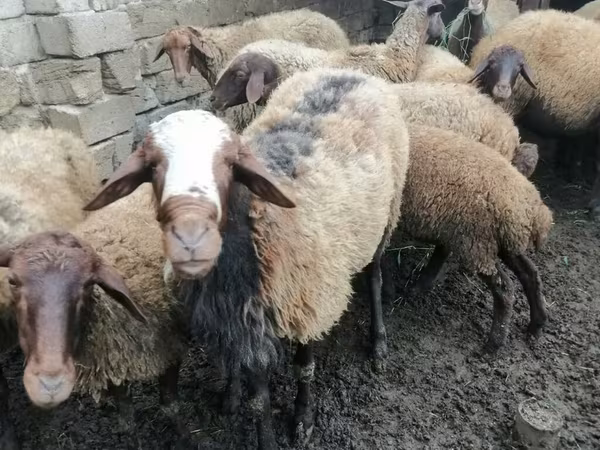 Qoç, Qoyunlar