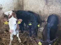 Bovinos (lote, sexo no especificado), Ganado vacuno — foto 5
