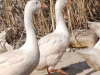 Geese — 照片 2