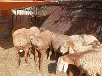Ram, Rhon sheep — photo 3