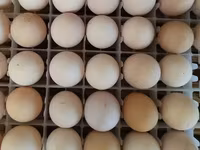 Australorp — foto 5
