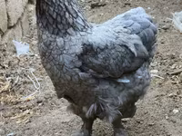 Brahma — foto 5