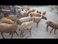 Sheep, Sheep — photo 2