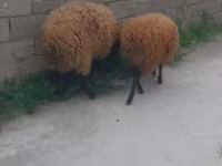 Qoç, Qoyunlar — foto 3