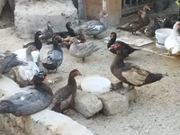 Domestic Muscovy — photo 2