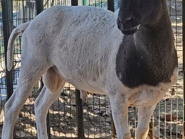 Widder, Dorper sheep