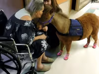Stute, Miniature horse — Foto 3