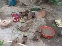 Ducks — photo 4