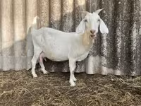 公山羊, Saanen goat — 照片 3