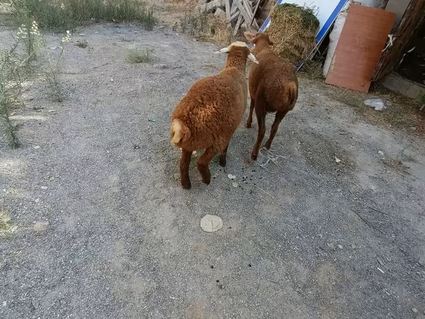 Ram, Sheep