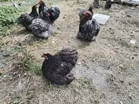 Brahma — foto 2