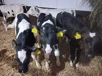 Býk, Simmental cattle — foto 5