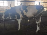 Býk, Simmental cattle — foto 3