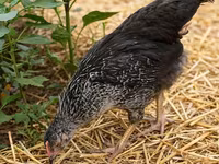 Chickens — الصورة 1