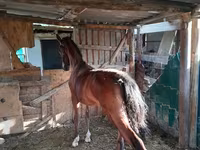 Mare, Horses — photo 2