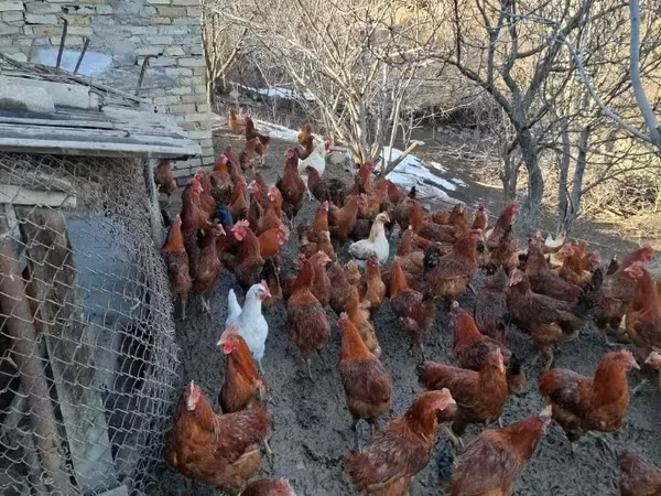 Chickens