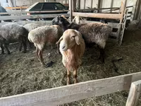 Qoç, Arashan sheep — foto 2