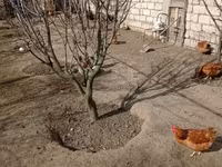 Chickens — photo 3