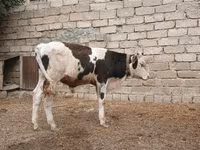 Buğa, Russian Black pied cattle — foto 7