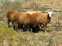 Qoç, Qoyunlar — foto 1