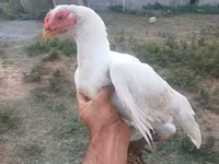 Chickens — Foto 1