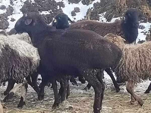 Baran, Hissar sheep