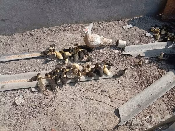 Ducks — Azerbaijan