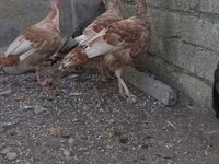 Burbon Qırmızı — foto 1