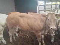 İnək, Blonde d’Aquitane cattle — foto 5