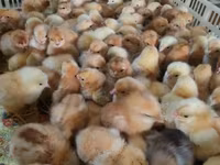 Chickens — photo 3