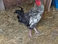 Chickens — الصورة 1