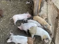 Locha, Świnie — zdjęcie 1