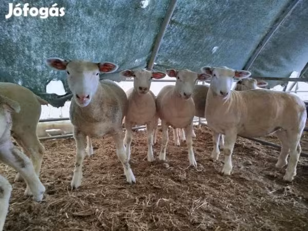 Вівця, Ile-de-France sheep