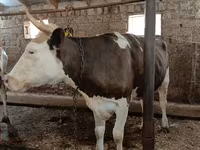 İnək, Simmental cattle — foto 4