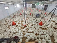 Chickens — zdjęcie 1