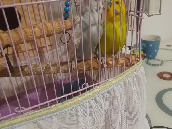 Bəzəkli qəfəsdə iki dalğalı tutuquşu (budgerigar) dəsti. - Qəfəs