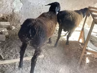 Beran, Rhon sheep — foto 3