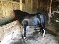 Caballo, Shetland Pony — foto 2