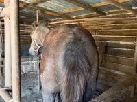 Caballos (lote, sexo no especificado), Caballos — foto 6